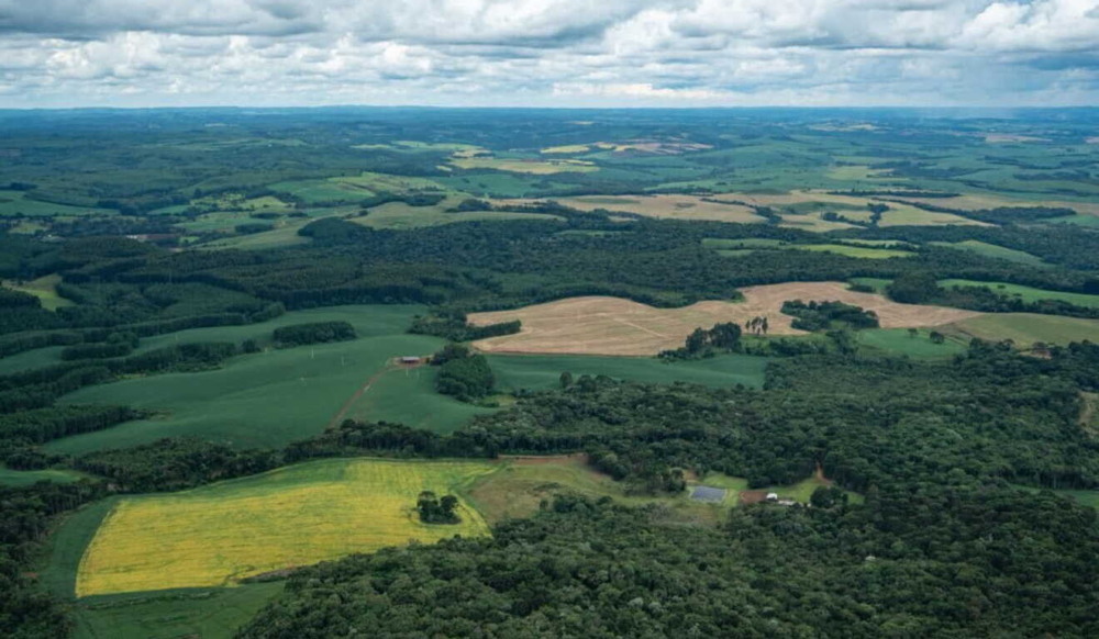 Vale investe em fundo de floresta do Pátria em troca de créditos de carbono Vale investe em fundo de floresta do Pátria em troca de créditos de carbono