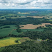 Vale investe em fundo de floresta do P&aacute;tria em troca de cr&eacute;ditos de carbono