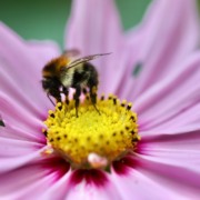 Biodiversidade entrou na agenda de neg&oacute;cios, mas n&atilde;o na estrat&eacute;gia