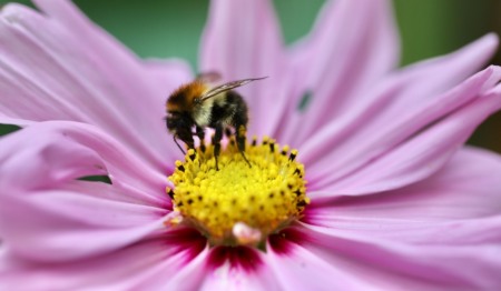 Biodiversidade entrou na agenda de negócios, mas não na estratégia