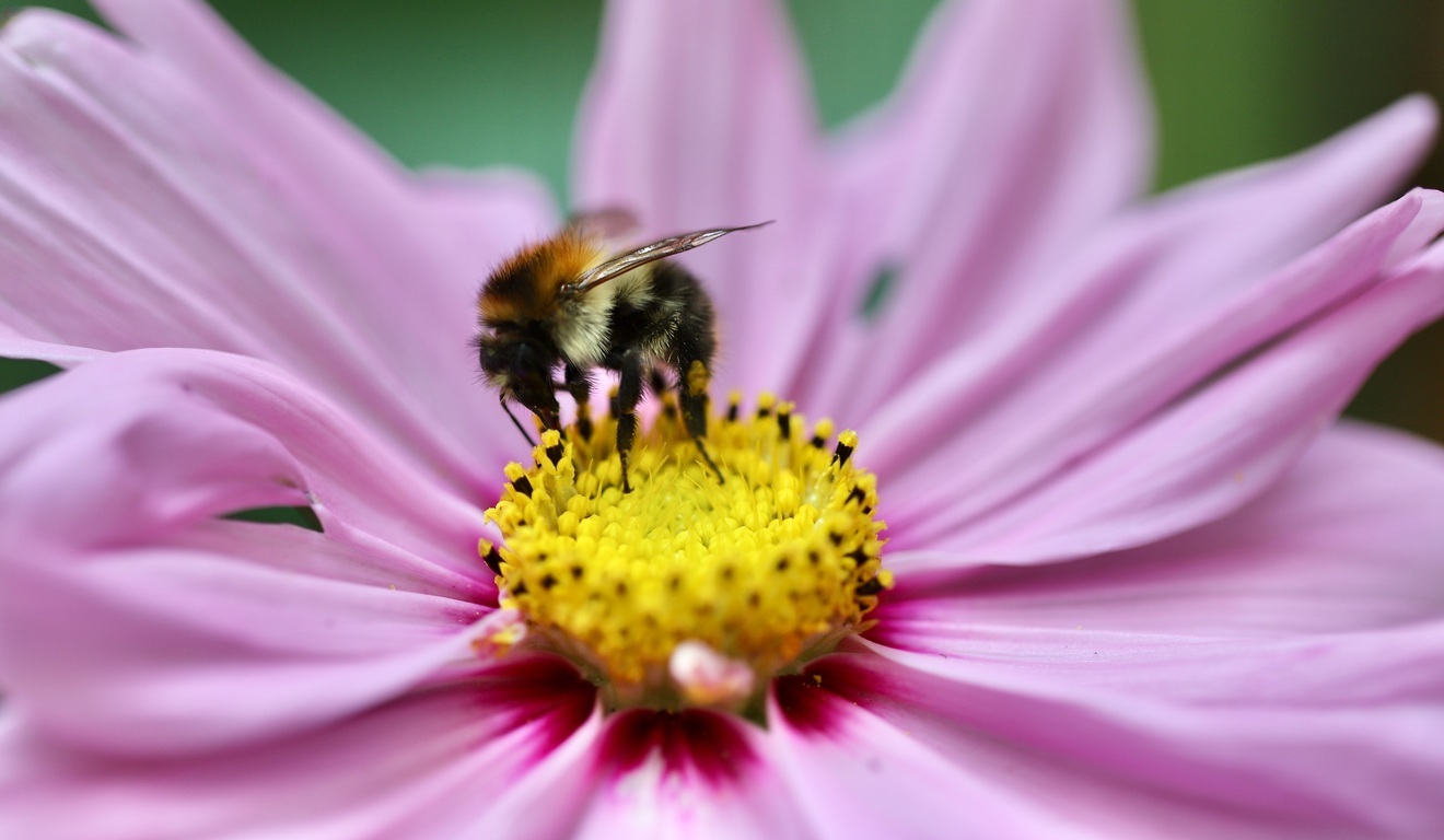 Biodiversidade entrou na agenda de negócios, mas não na estratégia