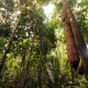 Floresta Amaz&ocirc;nica. Cr&eacute;dito: Shutterstock