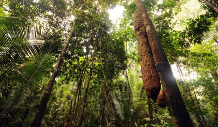 Floresta Amazônica. Crédito: Shutterstock