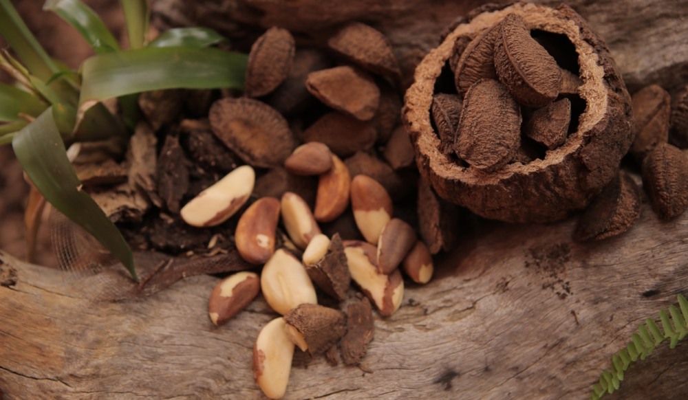 Foto de castanhas do pará Foto de castanhas do pará