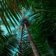 &Aacute;rvores de a&ccedil;a&iacute; vistas de baixo, com uma pessoa subindo em uma delas