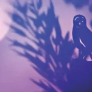 Um livro sobre as sombras do brilho do ouro na floresta