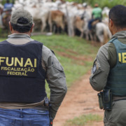 Um fiscal da Funai e um do Ibama est&atilde;o de costas e olham para um rebanho de gado