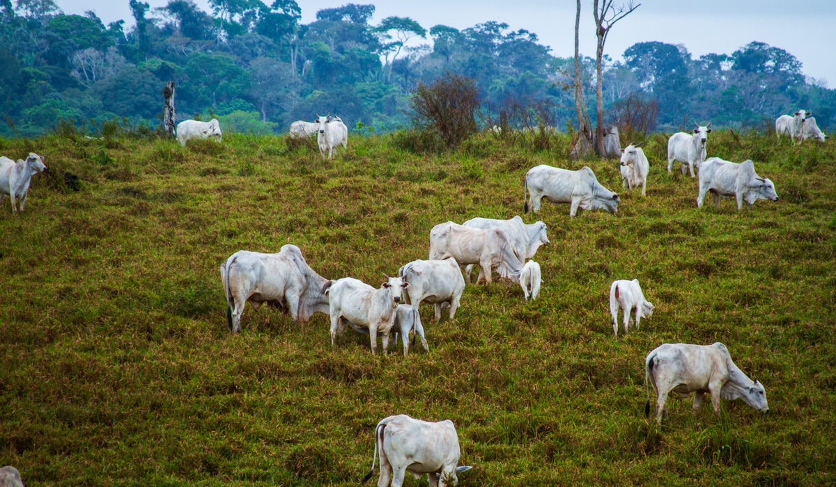 Marfrig traz ex-Greenpeace para sustentabilidade e quer descolar de desmatamento