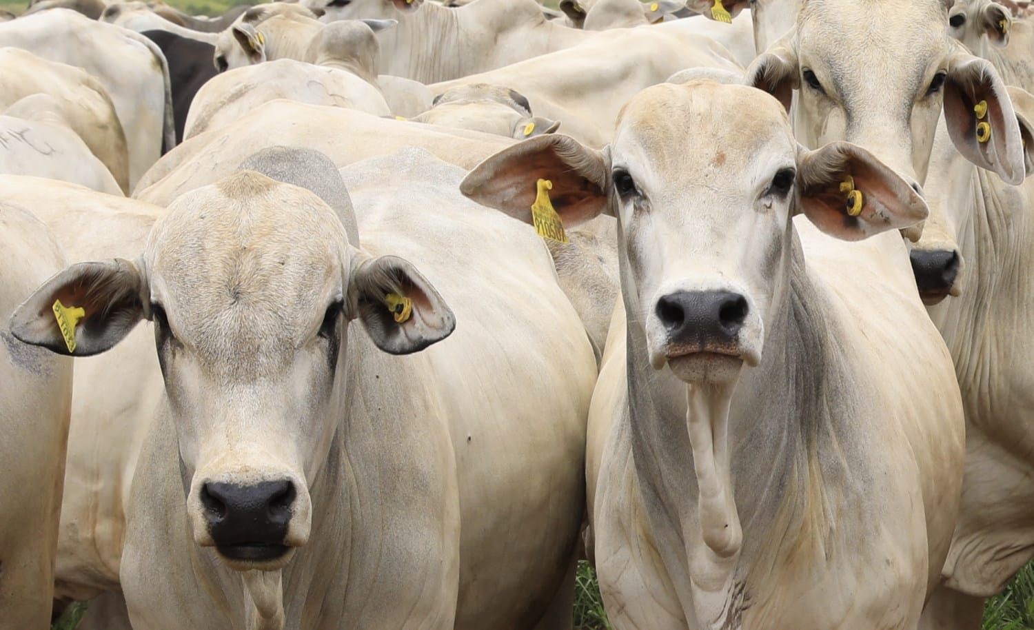 Da exclusão às parcerias: o plano da Marfrig para alcançar o desmatamento zero