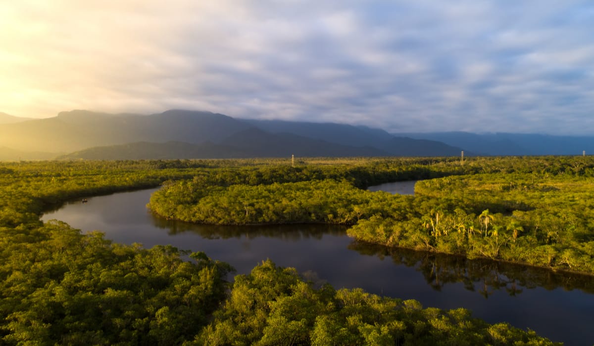 CEOs de empresas pressionam governo e dizem que desmatamento da Amazônia prejudica negócios