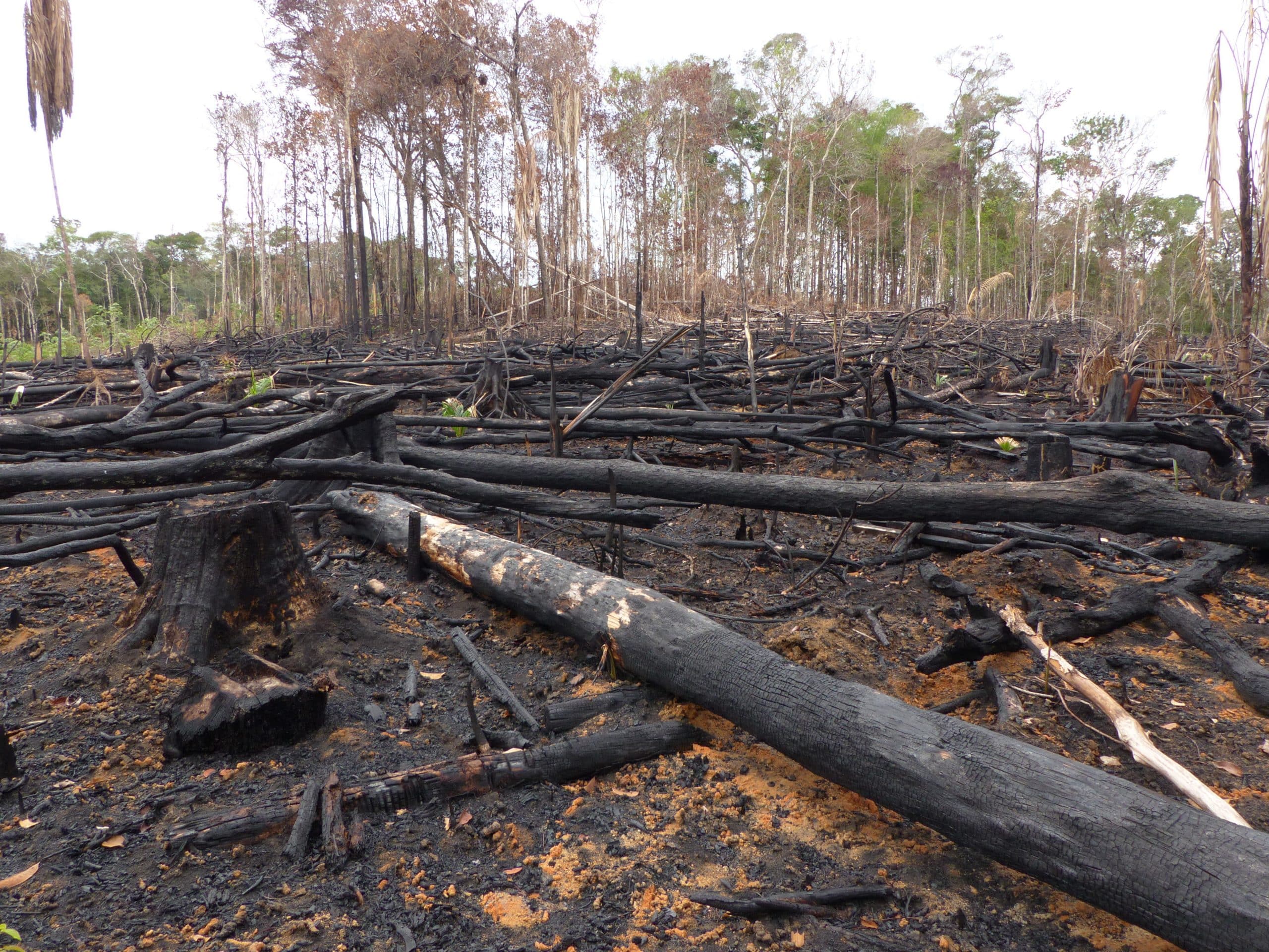 Incêndio florestal Queimada