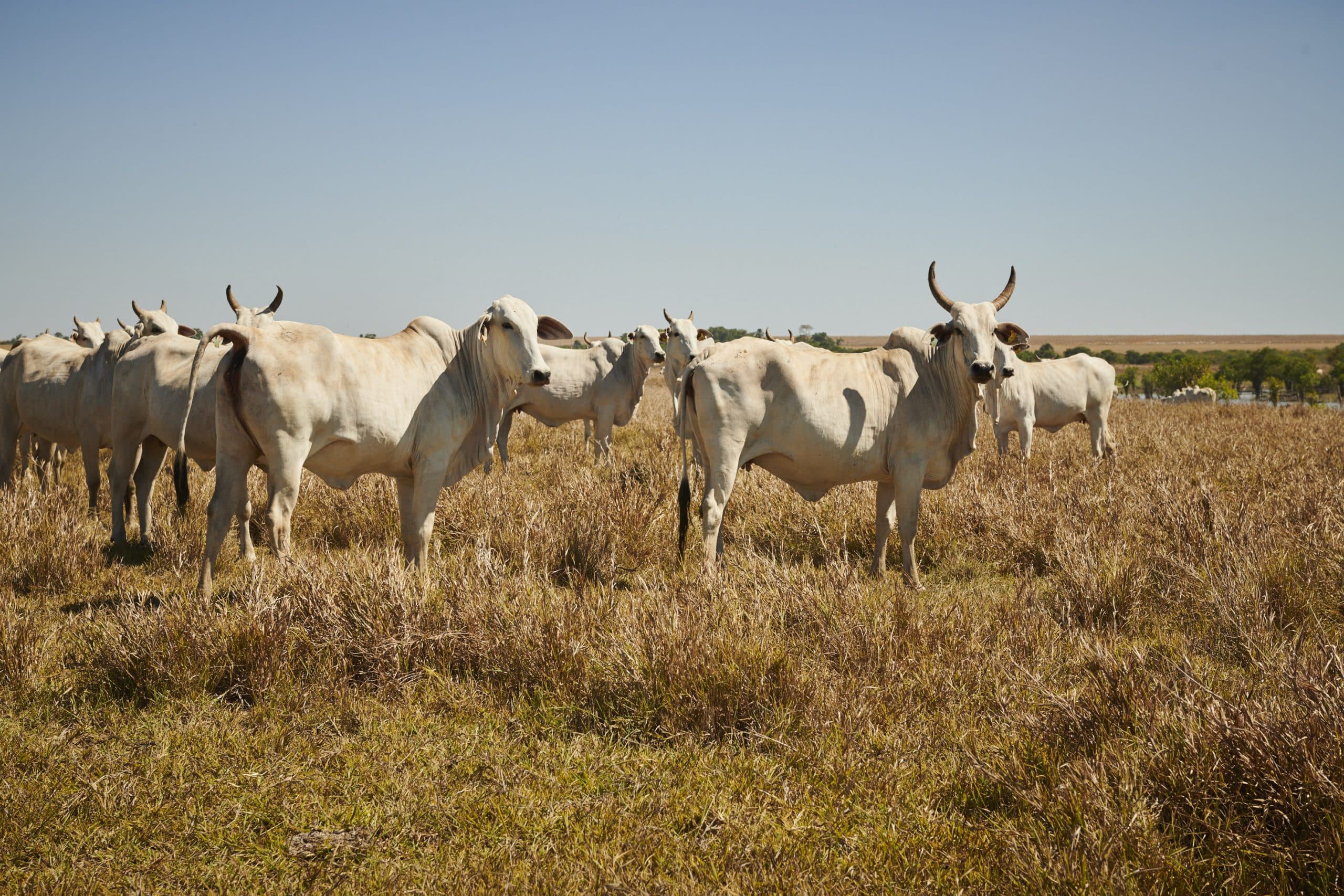 Na maior fazenda do país, gado mais soja vira menos carbono — e crédito mais barato