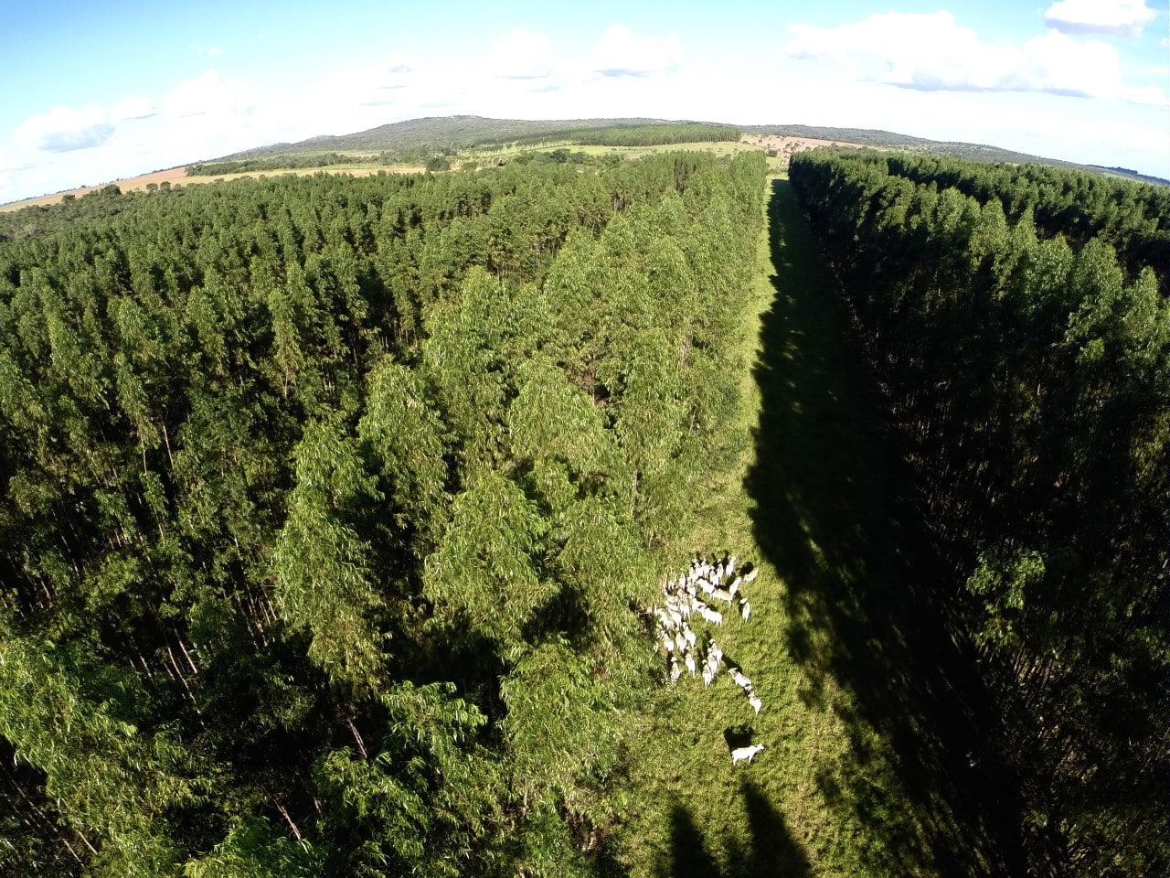 paisagem com floresta e um corredor para pastagem de gado