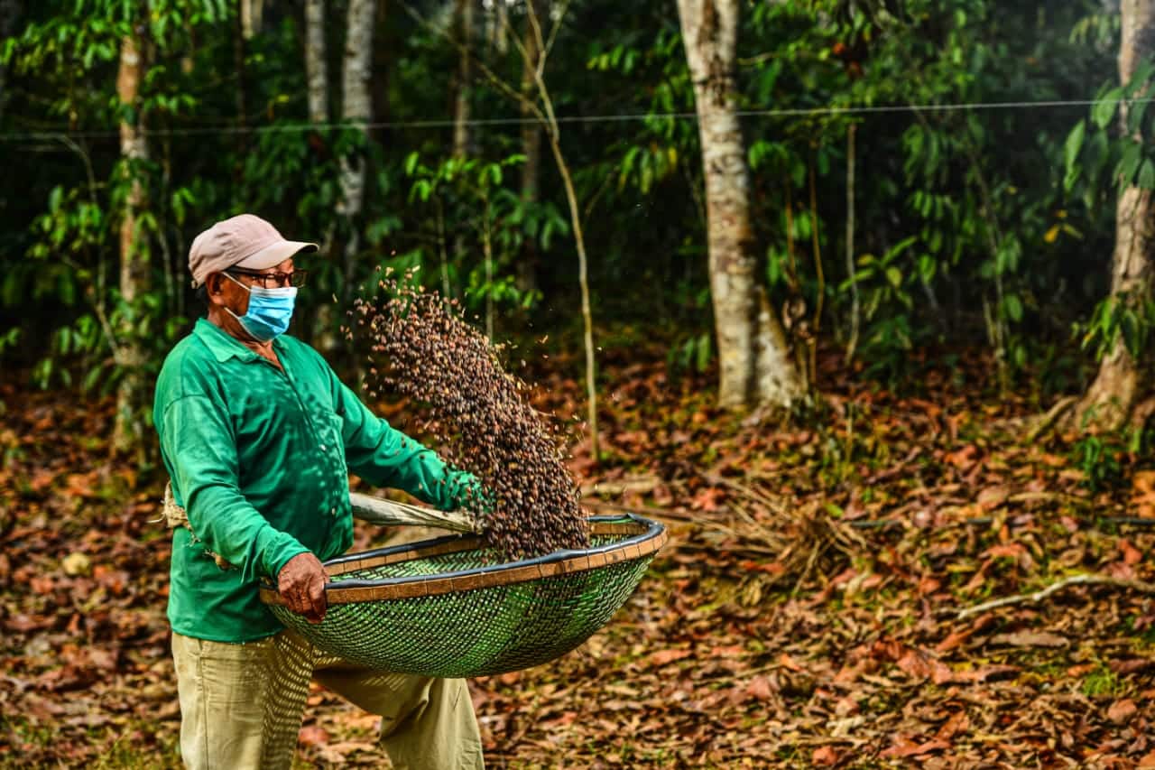 Em Apuí, um café forte como a floresta para combater o desmatamento