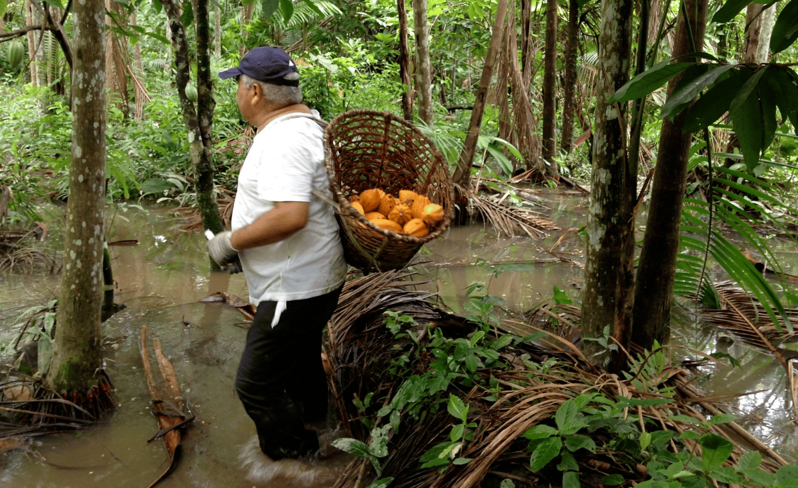 A fantástica fábrica de chocolates da Amazônia (e o que você pode fazer para ajudá-la)