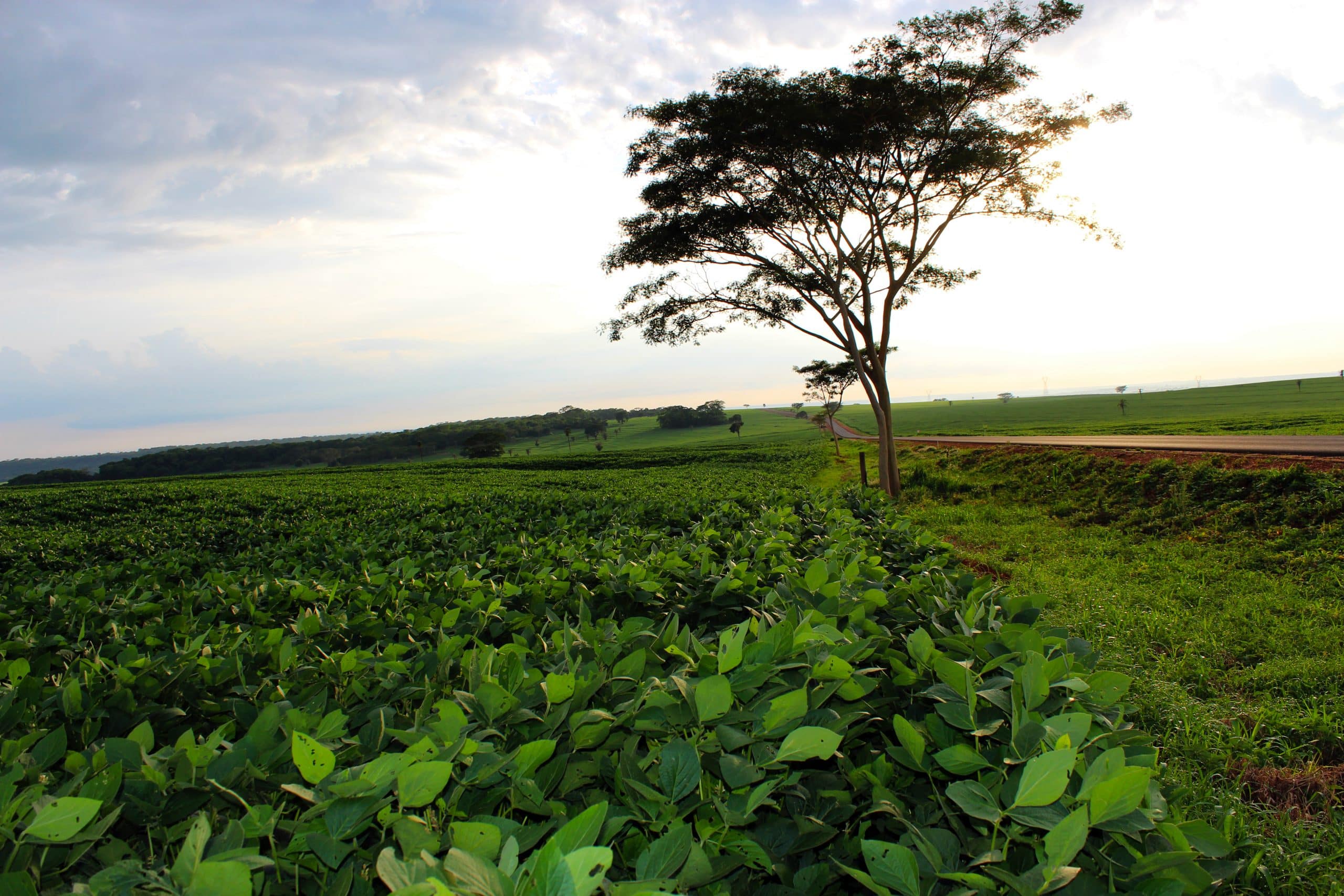 Crédito verde: CRA de R$ 63 milhões testa mercado para quem 'produz certo'