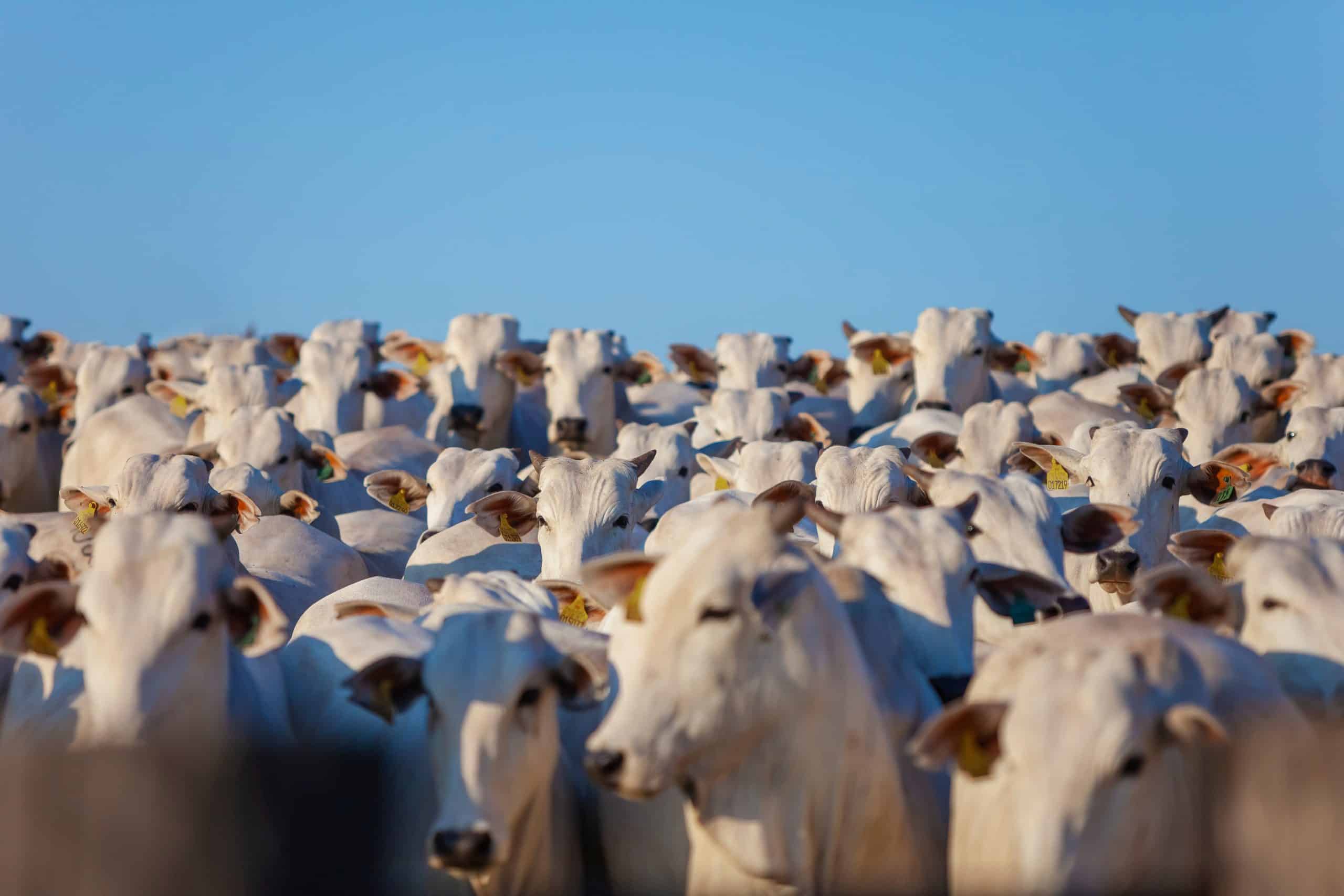 JBS se compromete a ser carbono neutra até 2040 — mas ainda não diz como vai chegar lá