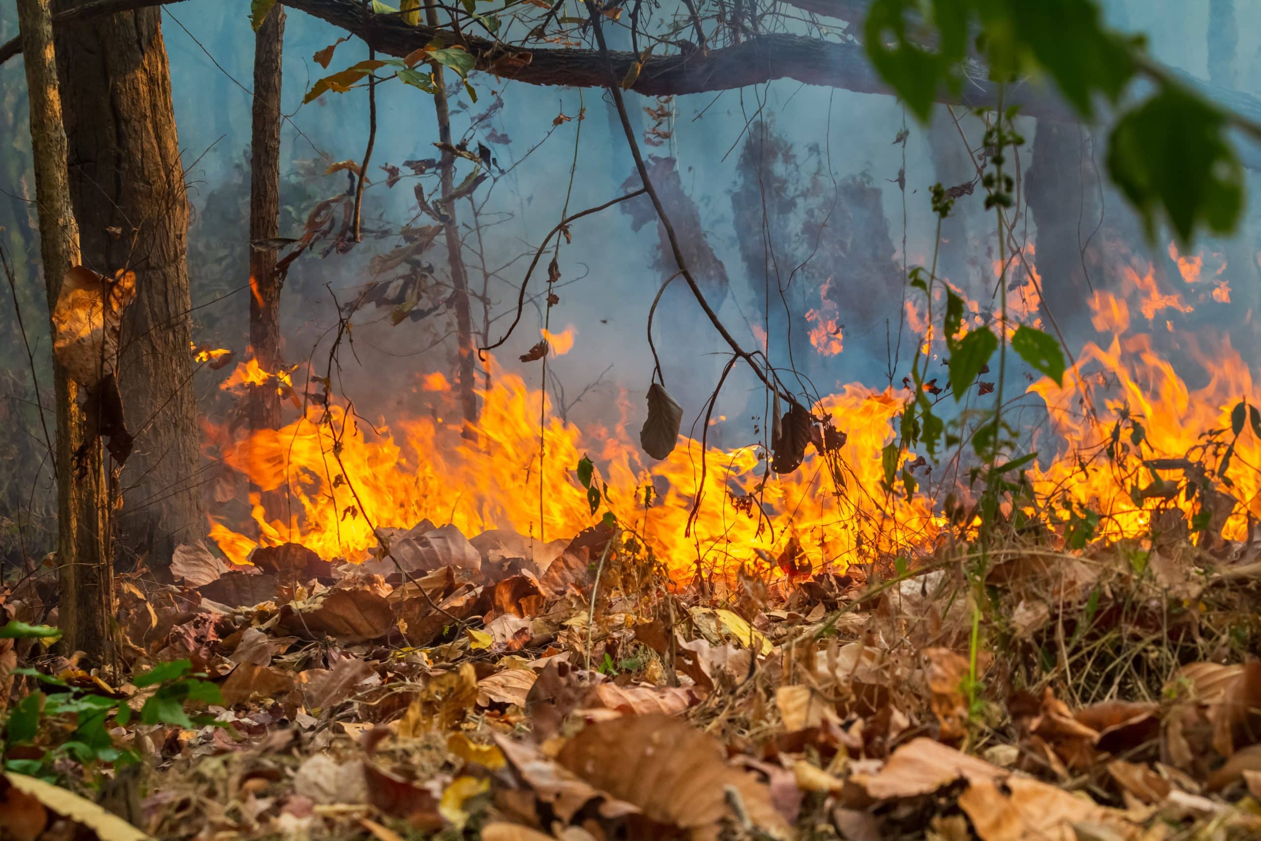 Incêndio florestal Queimada