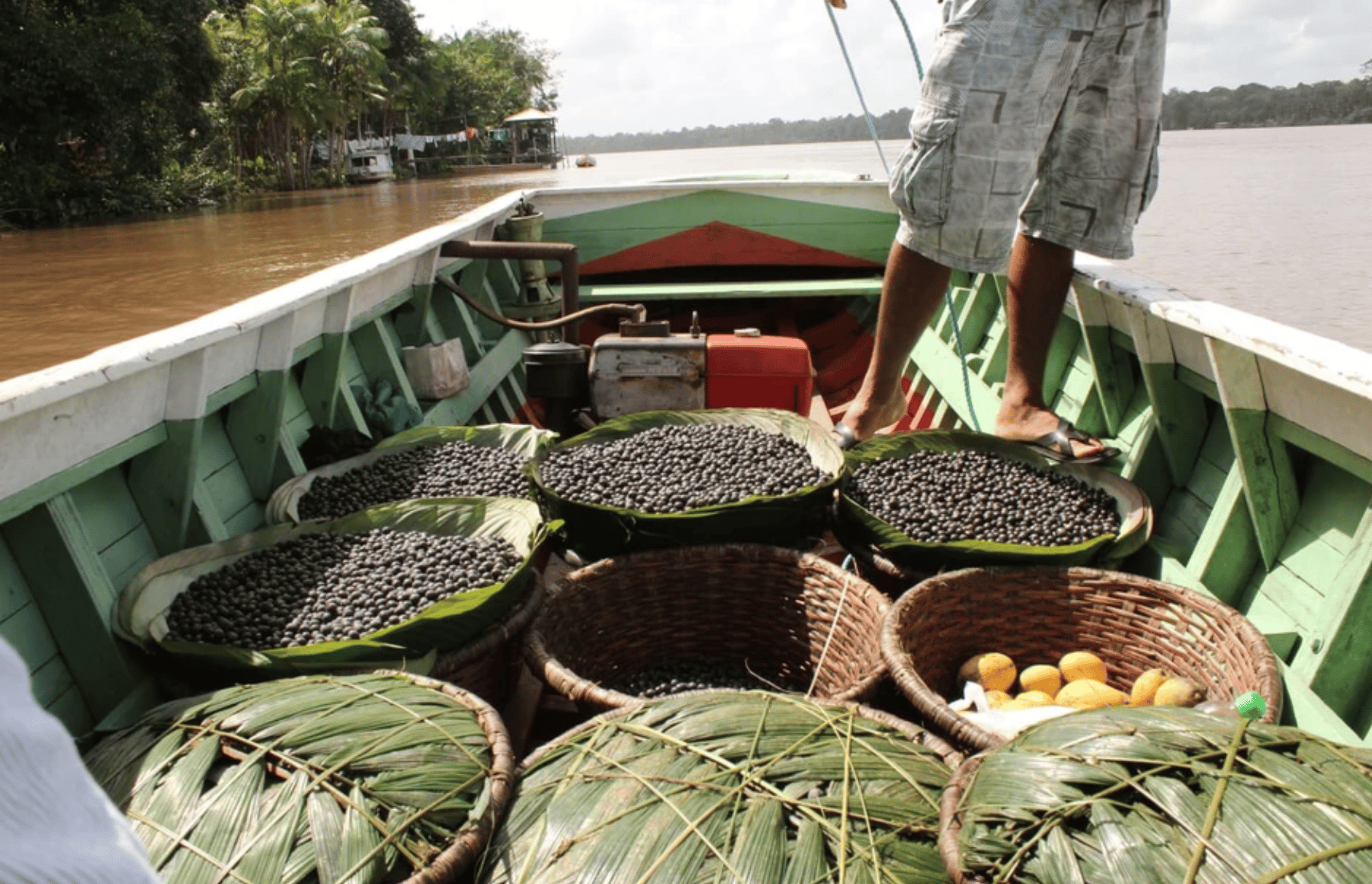 Quer investir em negócios de impacto na Amazônia a partir de R$ 1 mil? Saiba como