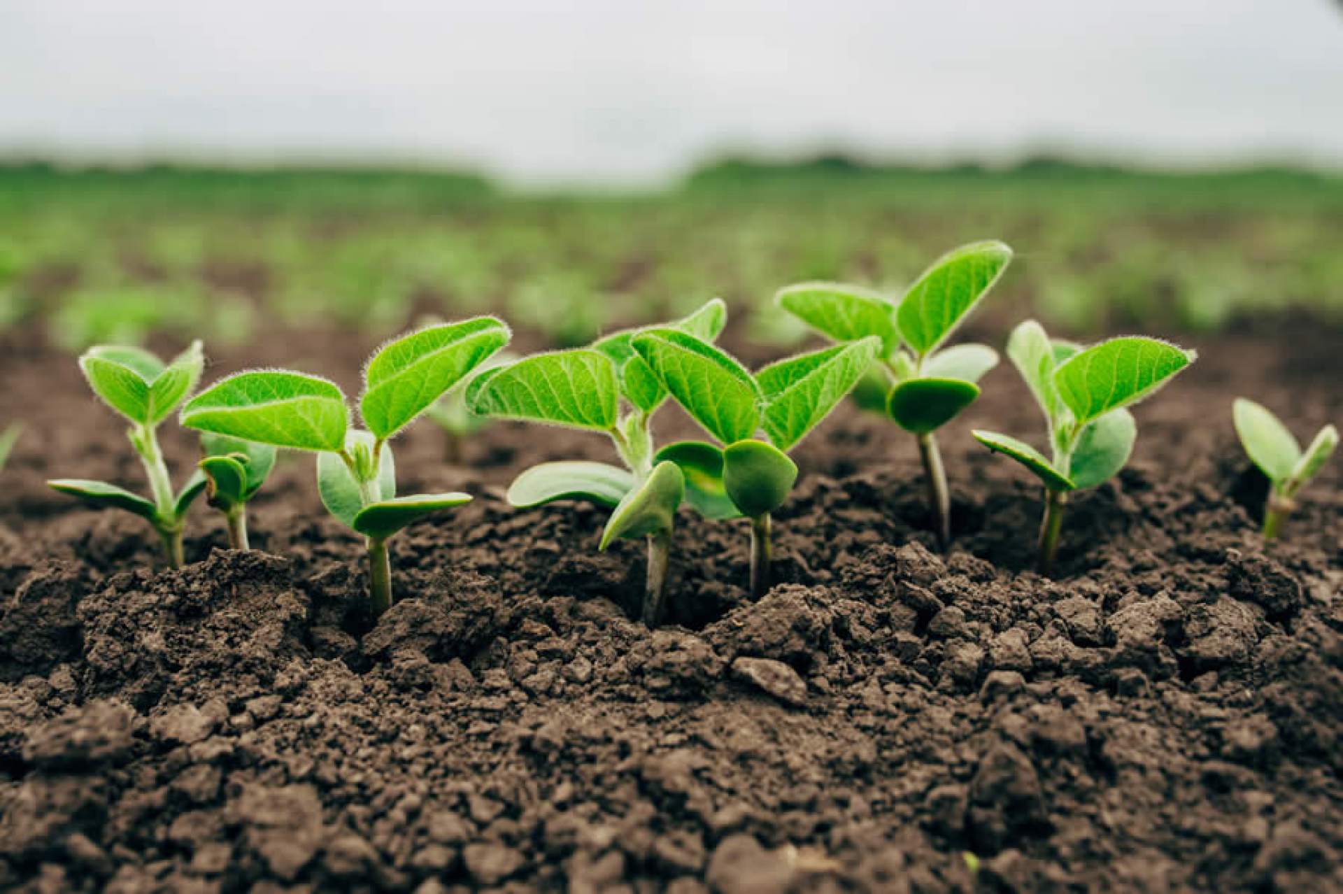 GIC entra na brasileira Biotrop, de bioinsumos para agricultura