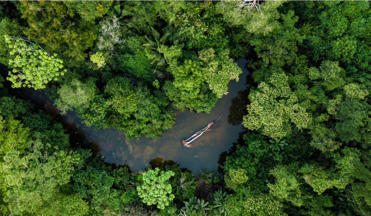 Ambipar compra a Biofílica e entra em créditos de carbono