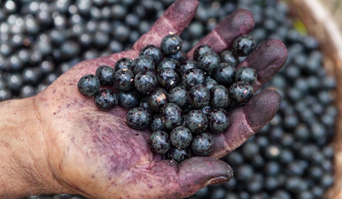 Preparação do açaí em comunidade da floresta amazônica