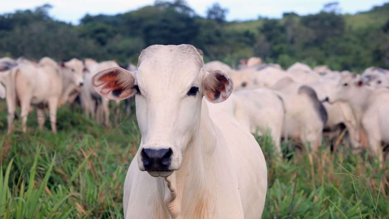 UE aprova veto a commodities ligadas a desmatamento; Cerrado fica de fora