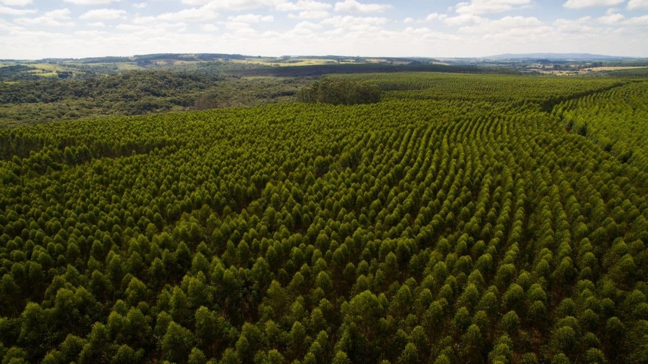 Suzano lança fundo de US$ 70 milhões para startups de bioeconomia