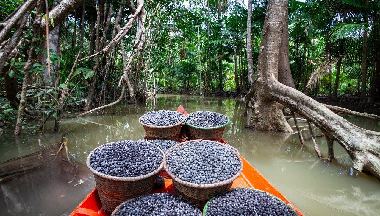 Açaí, além de borracha, pirarucu, castanha e óleos, são cadeias produtivas que se desenvolvem na região amazônica e que precisam se tornar sustentáveis