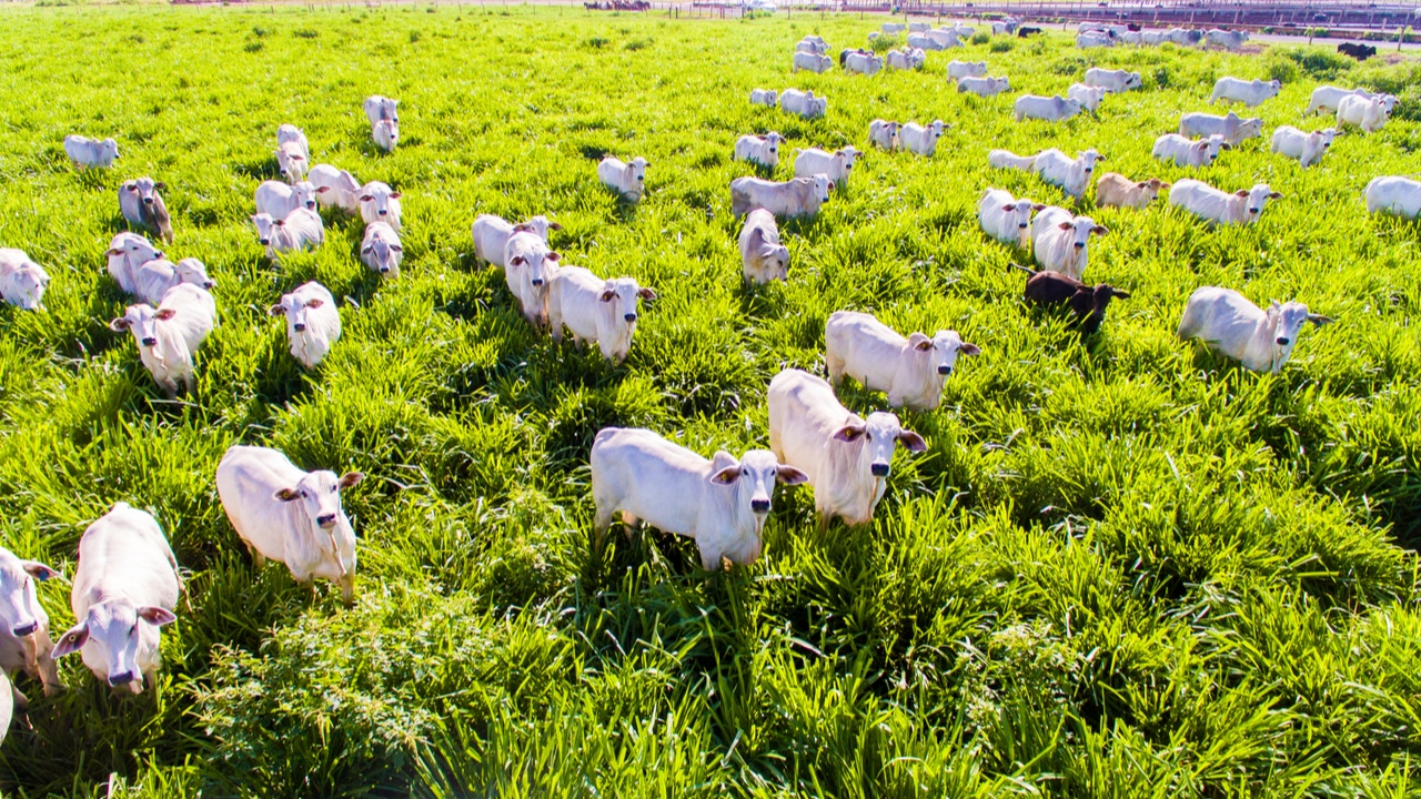 Minerva e Biofílica Ambipar se unem para reduzir as emissões no pasto