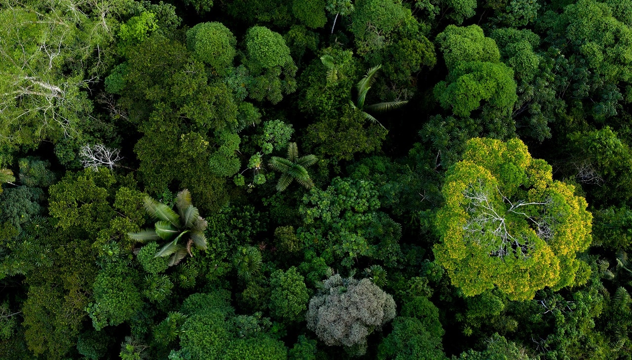 O desafio da restauração florestal: 20 anos em 2, ou nada