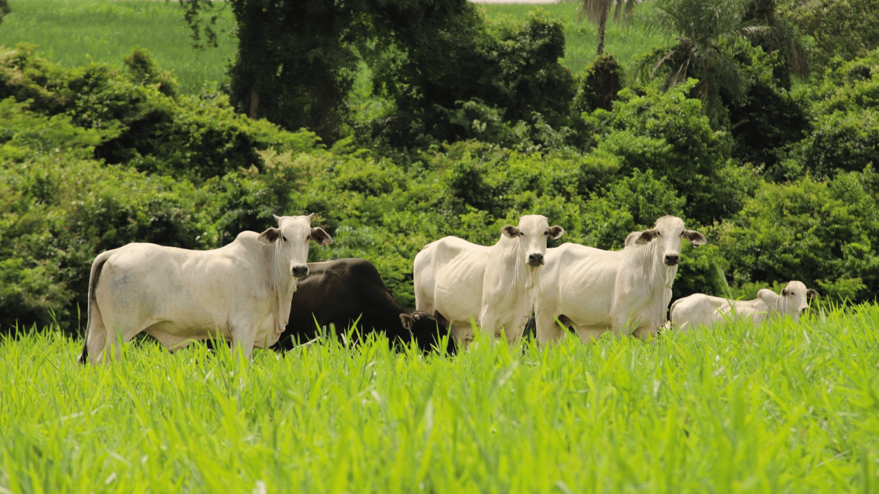 Um CRA de R$ 100 milhões para recuperar pastos na Amazônia