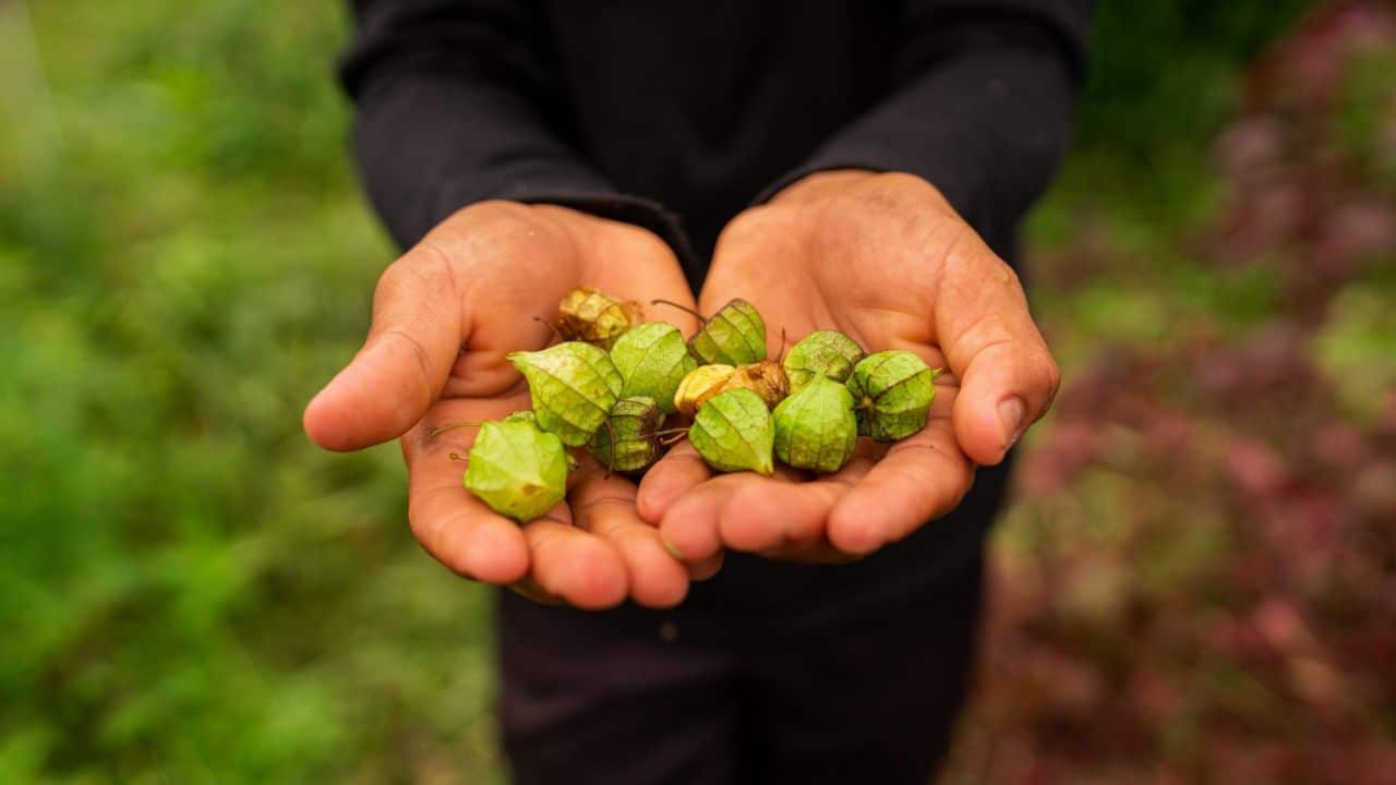 Frutos produzidos pela startup Horta da Terral, que cultiva ingredientes amazônicos de forma sustentável