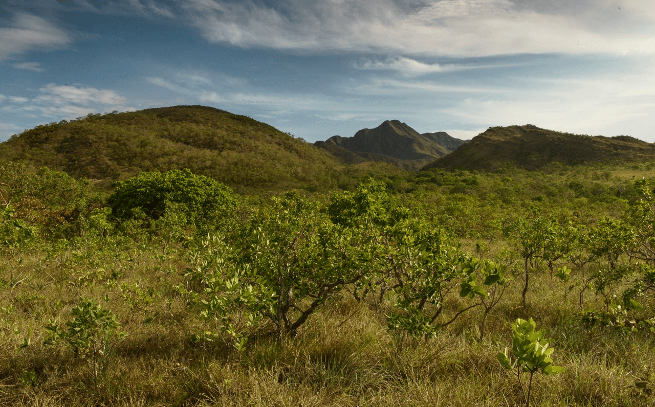 A vegetação nativa do Cerrado, onde CBA e Votorantim geraram os primeiros créditos de preservação de áreas verdes