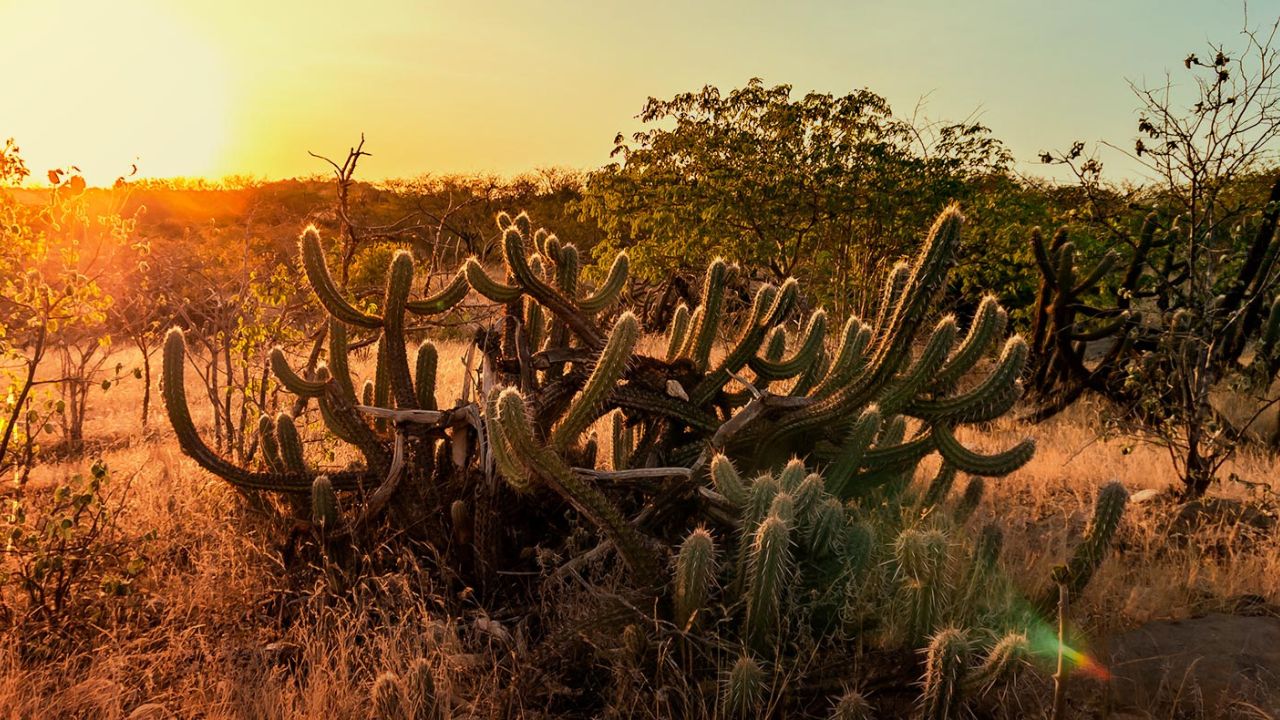 Imagem mostra mandacarus e vegetação típica da caatinga