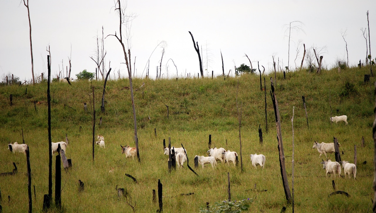 Agricultura e pecuária agora têm metas científicas para reduzir emissões