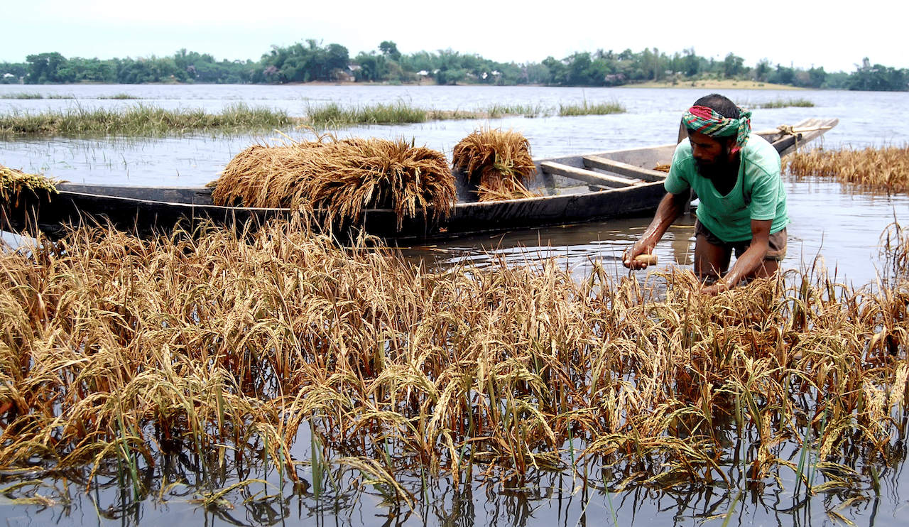 Agricultor tenta salvar colheita em campo de arroz submerso por enchente em Bangladesh