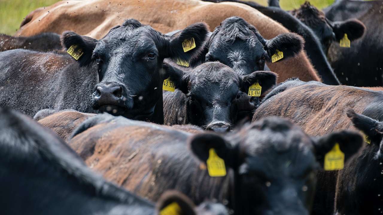 Rebanho bovino em fazenda na Alemanha