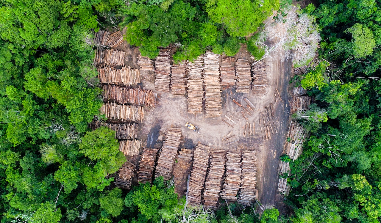 Madeira extraída ilegalmente na Amazônia