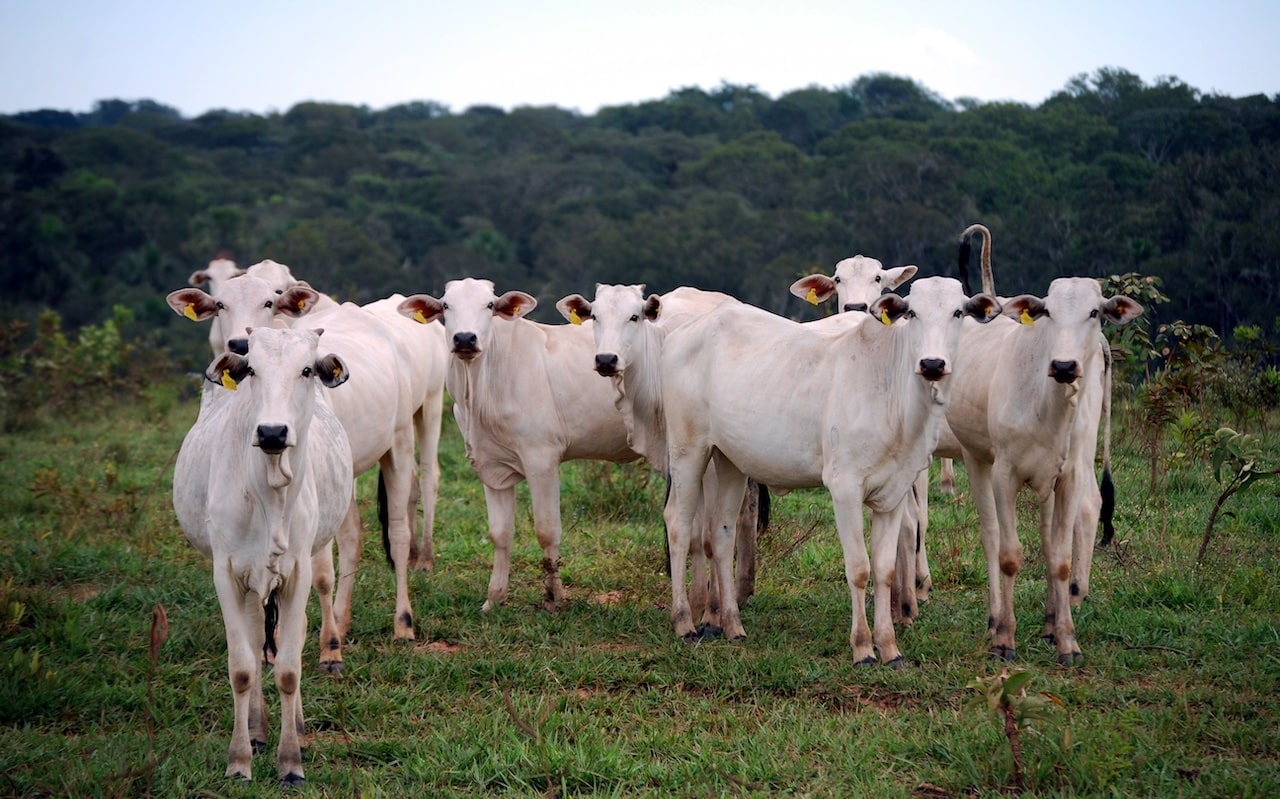 Bois de corte em área desmatada na Amazônia