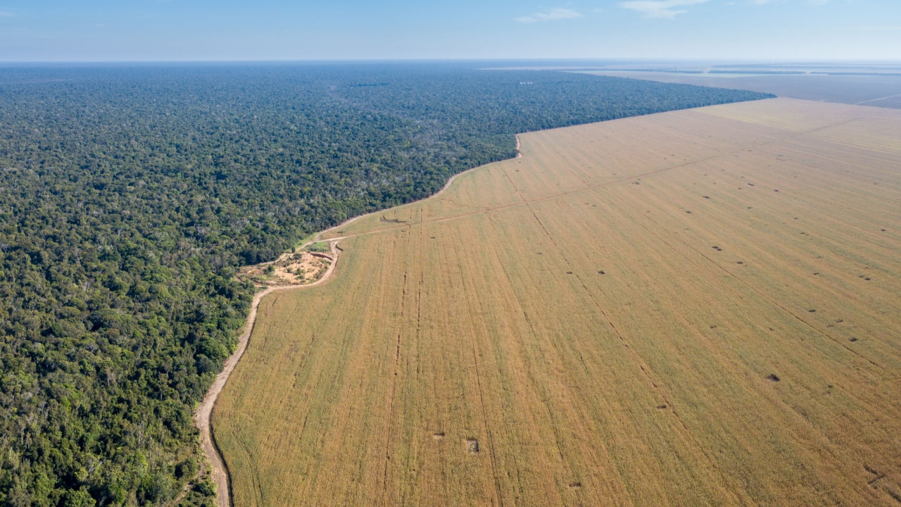 Plano para acabar com desmatamento associado à produção de commodities agrícolas recebe críticas