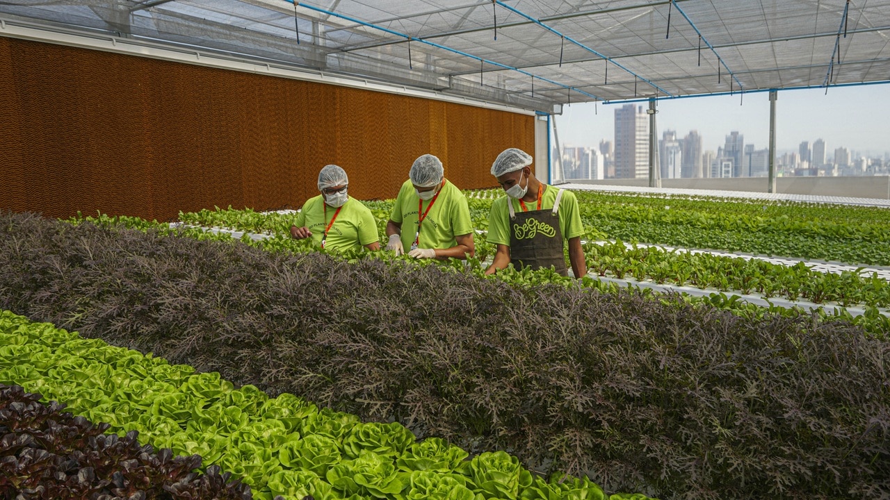 Estufa de hortaliças em uma estufa da BeGreen, com três funcionários no centro