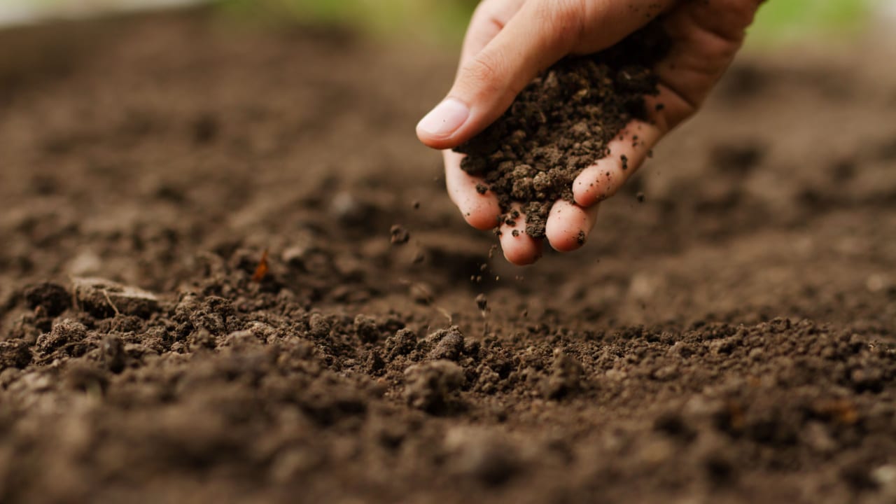 A tecnologia que está revolucionando o estudo da biodiversidade