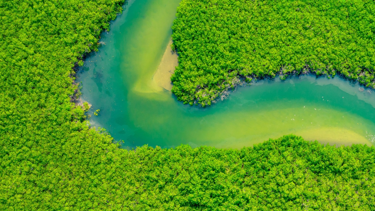 Medida provisória pode dar escala a projetos de carbono florestal no Brasil