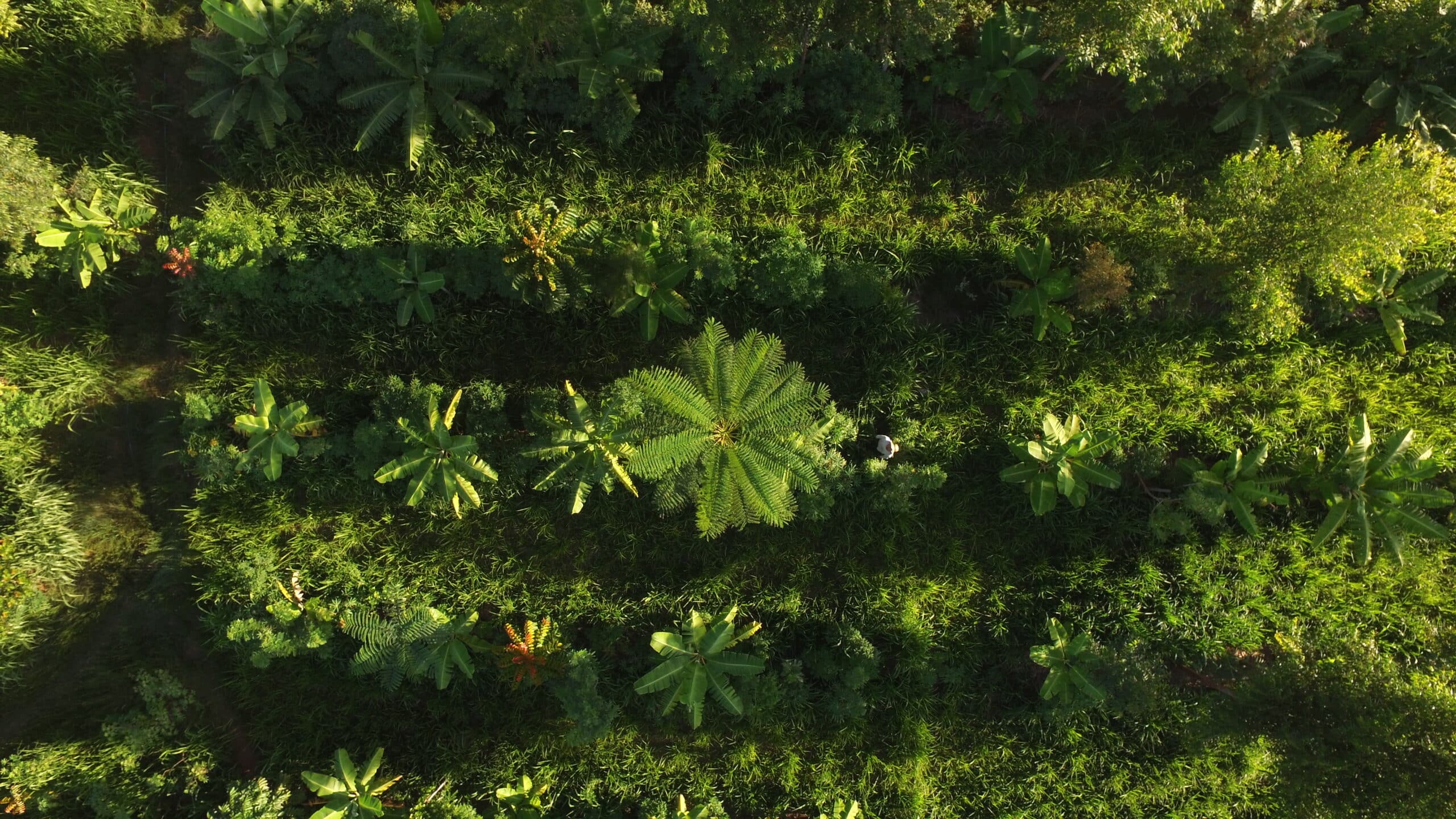 JGP se une a WWF em crédito para agrofloresta