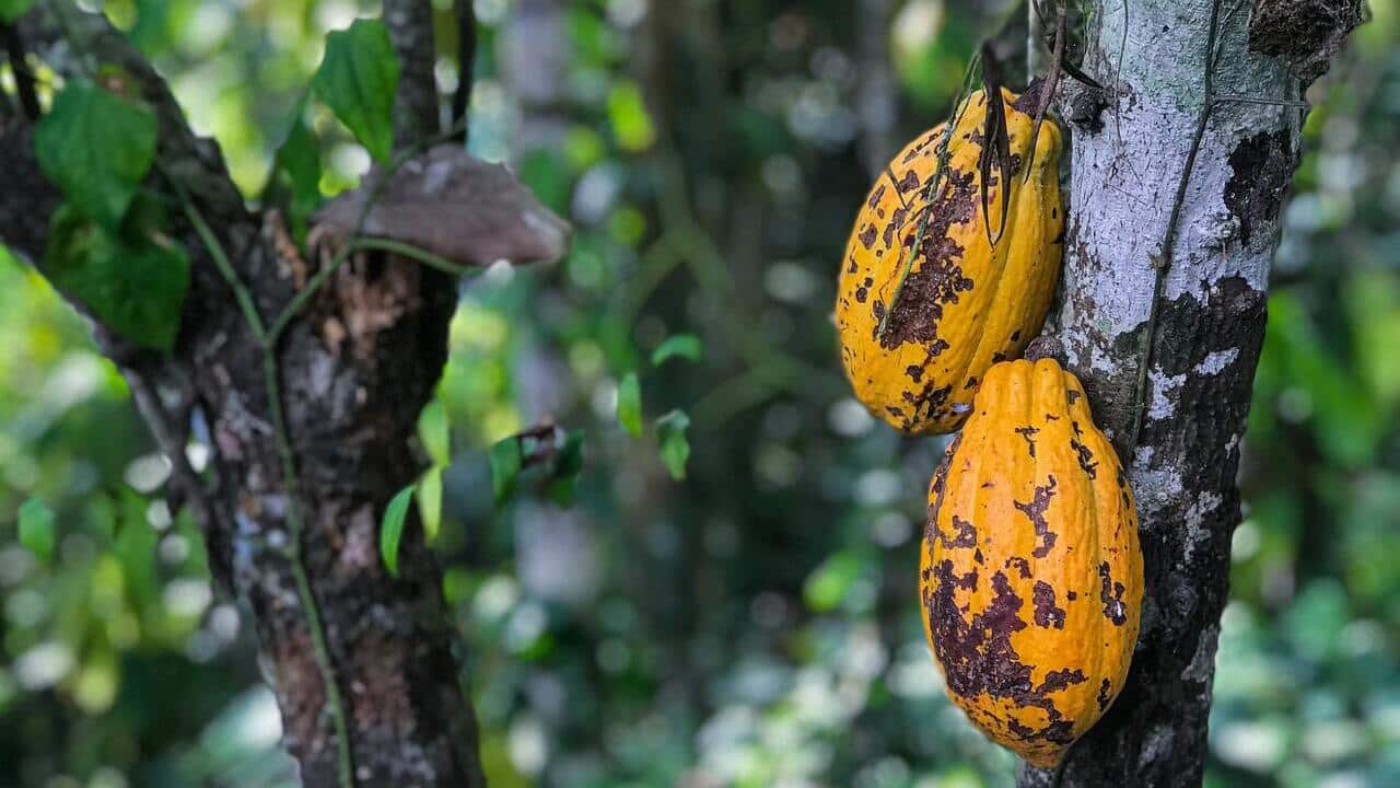 CRA Verde trará crédito para bioeconomia e restauração florestal