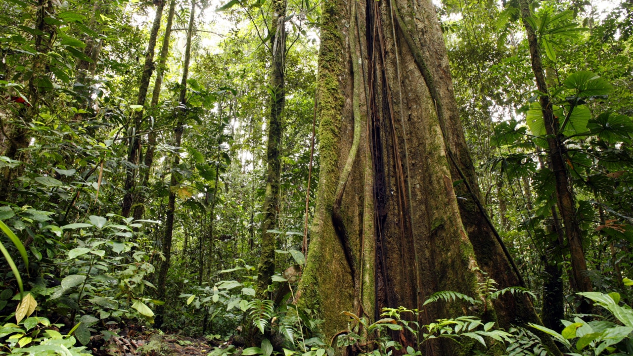 Sinergia Investimentos acelera startups com os dois pés na Amazônia