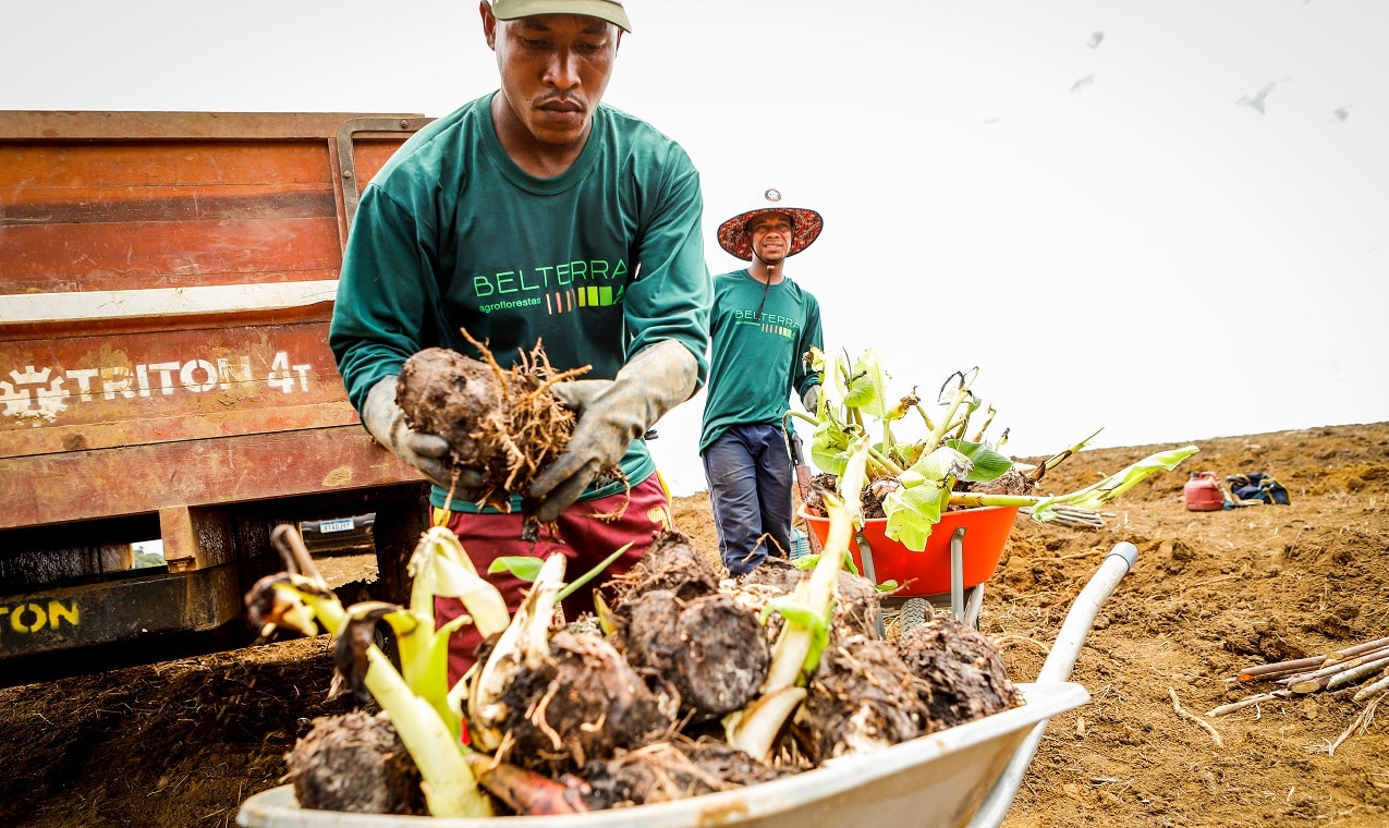 O modelo da Belterra para dar escala às agroflorestas