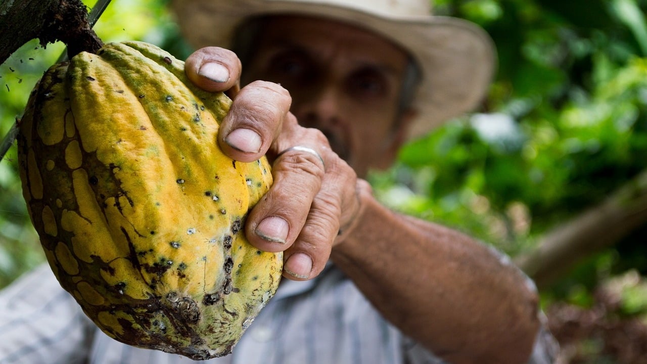 Agricultor corta fruto de cacau do pé