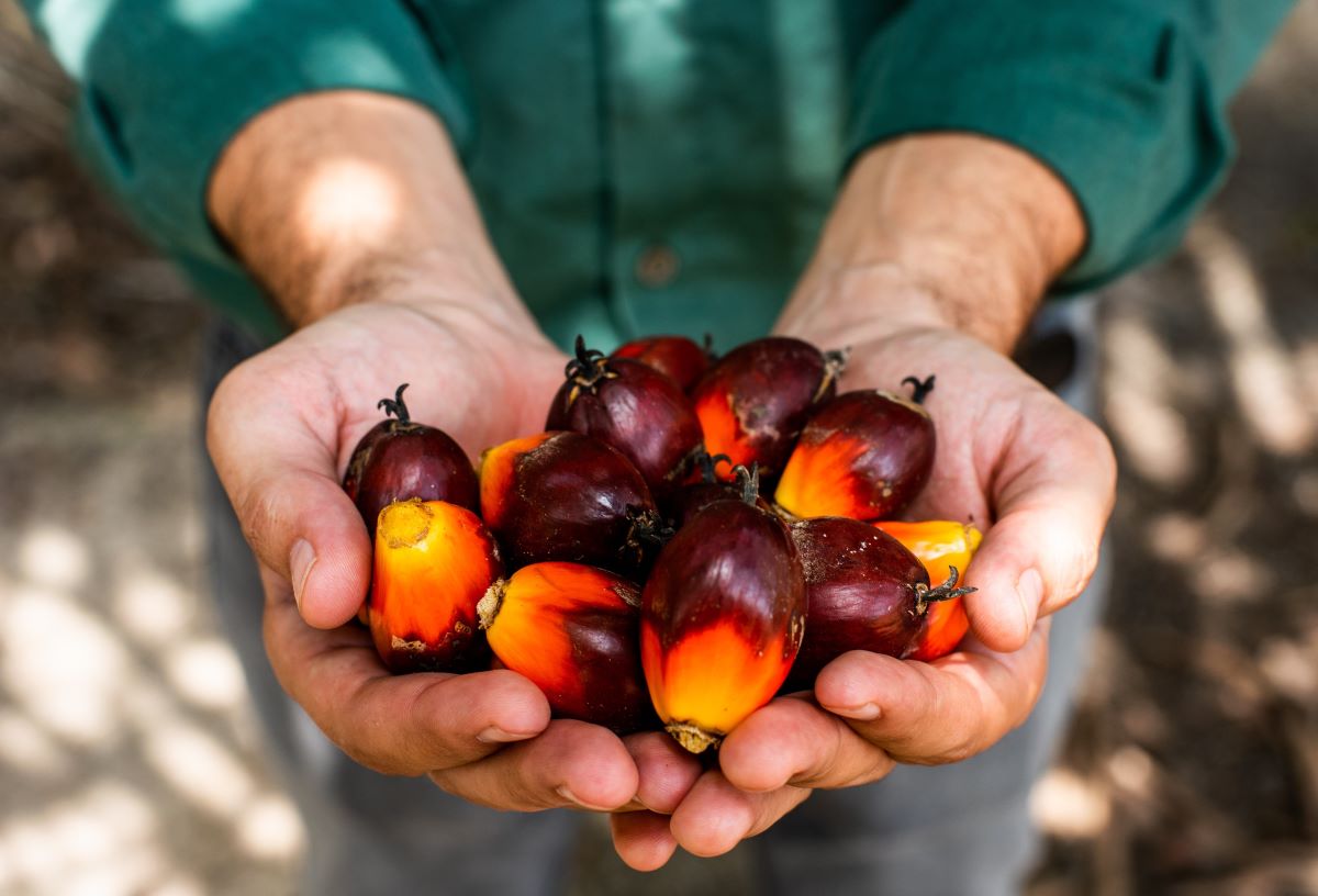 Agropalma: crescimento sustentável como base do planejamento